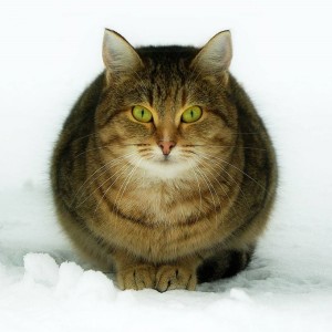 кот зеленоглазый картинка