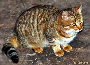 котик полосатый картинка